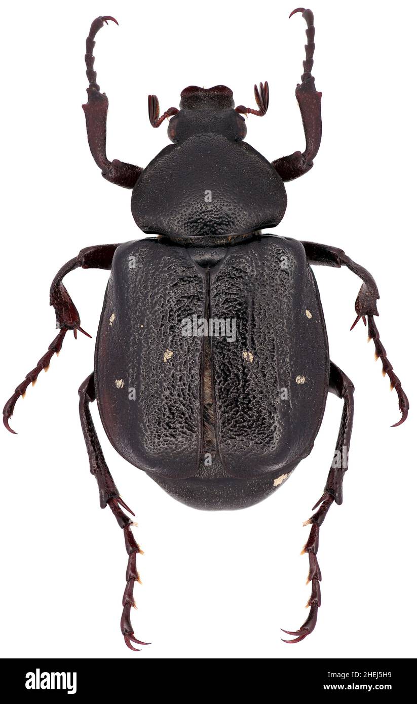 La variabile Chafer Gnorimus variabilis scarabeo della famiglia Scarabaeidae raro coleottero europeo su sfondo bianco Foto Stock