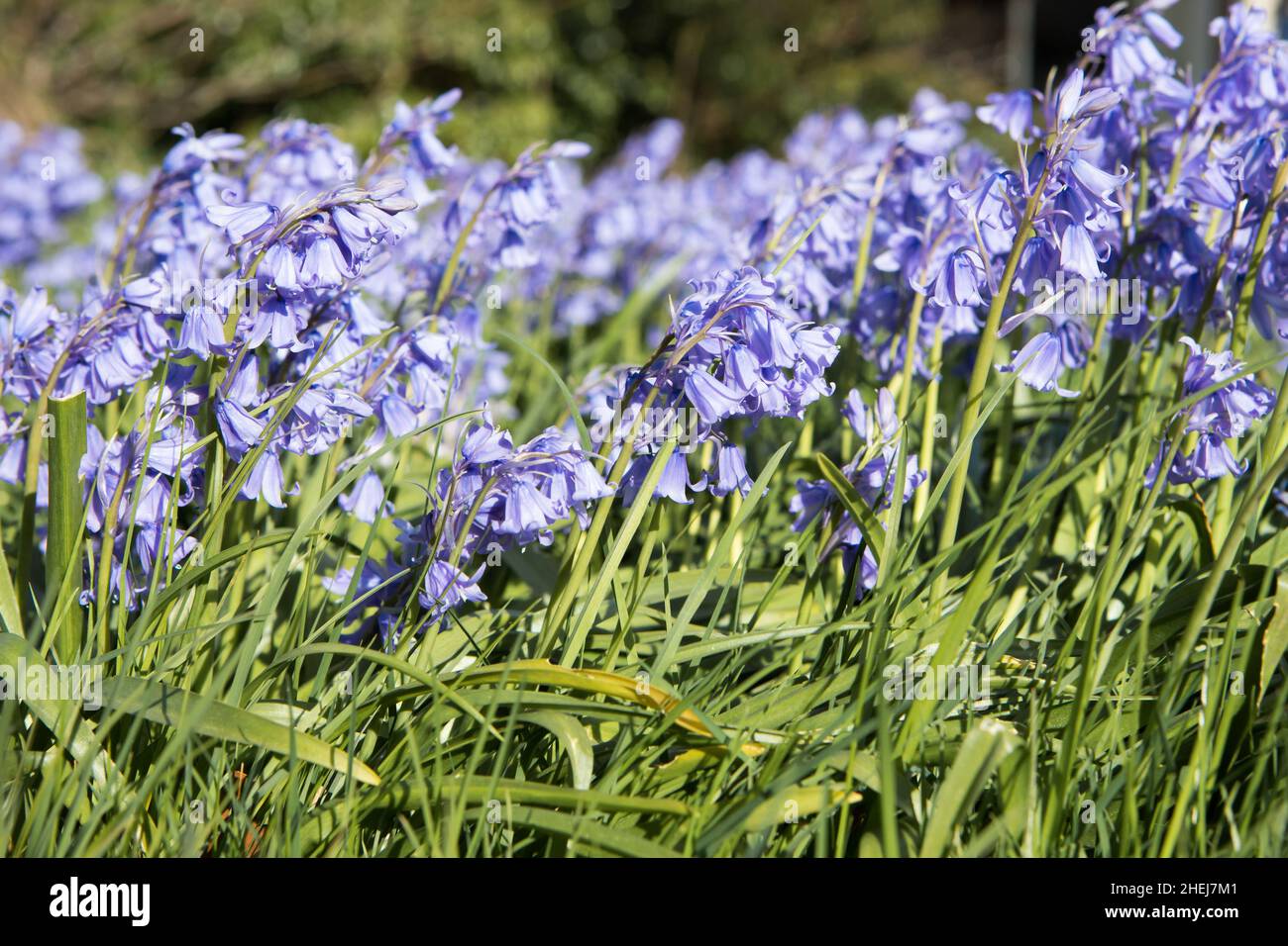 Bluebells in un bosco britannico in primavera. Fiori selvatici britannici che fioriscono negli alberi. Paesaggio della valle di Ribble Foto Stock