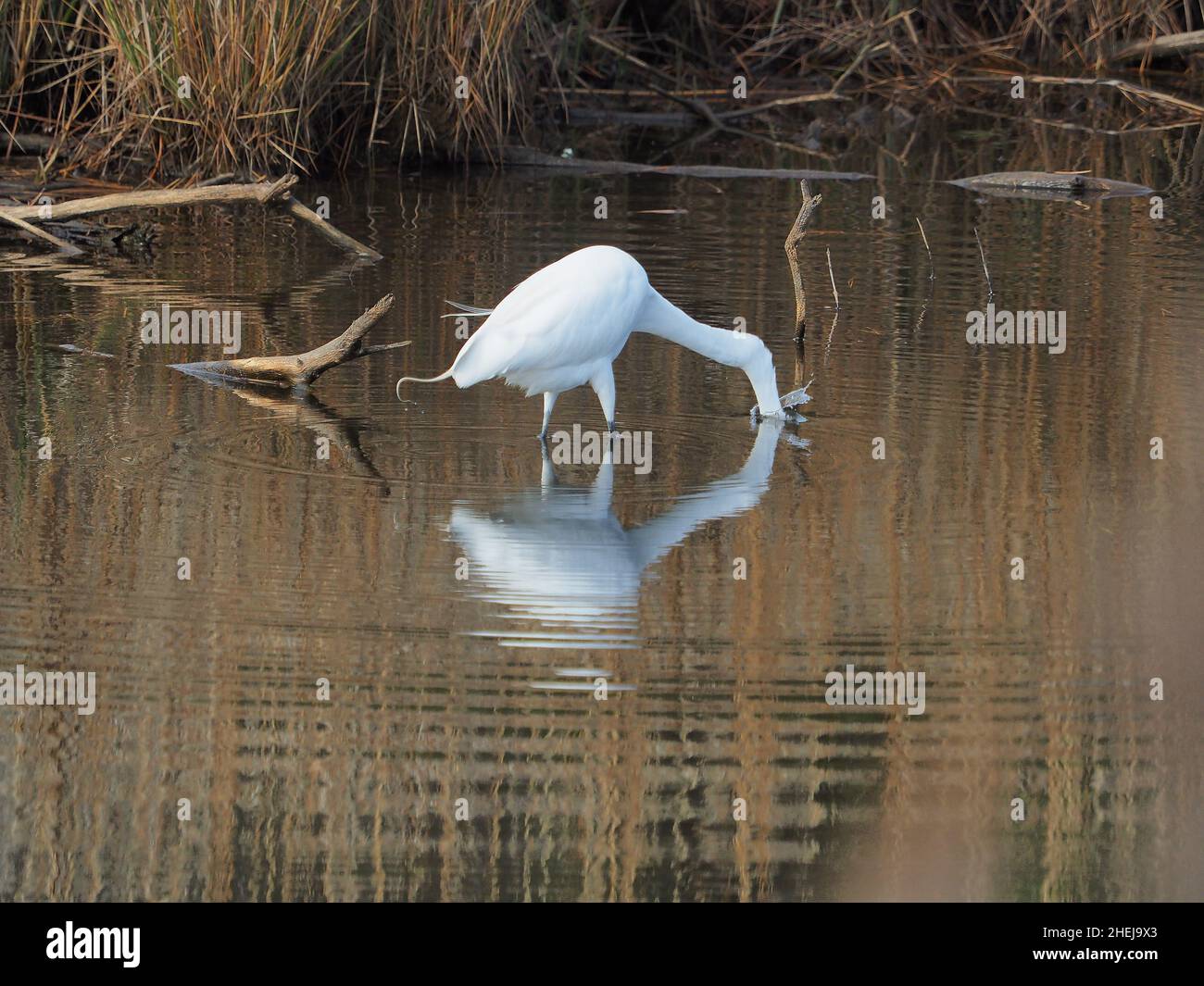 Grande Egret bianco che bagia in acque paludose colpisce la testa di pesce sotto l'acqua Foto Stock