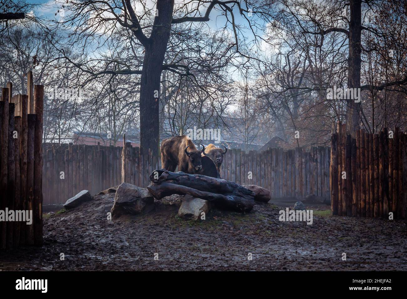 Wroclaw, Polonia - 27 dicembre 2021: Due bisoni europei adulti nello zoo. Giornata invernale con nebbia. Foto Stock Wroclaw, Polonia - 27 dicembre 2021: Due bisoni europei adulti nello zoo. Giornata invernale con nebbia. Foto Stock