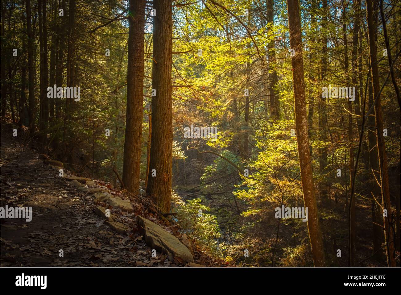 La luce del mattino presto filtra attraverso il baldacchino di branchi lungo il Fiery Gizzard Trail sul South Cumberland Plateau in Tennessee. Foto Stock