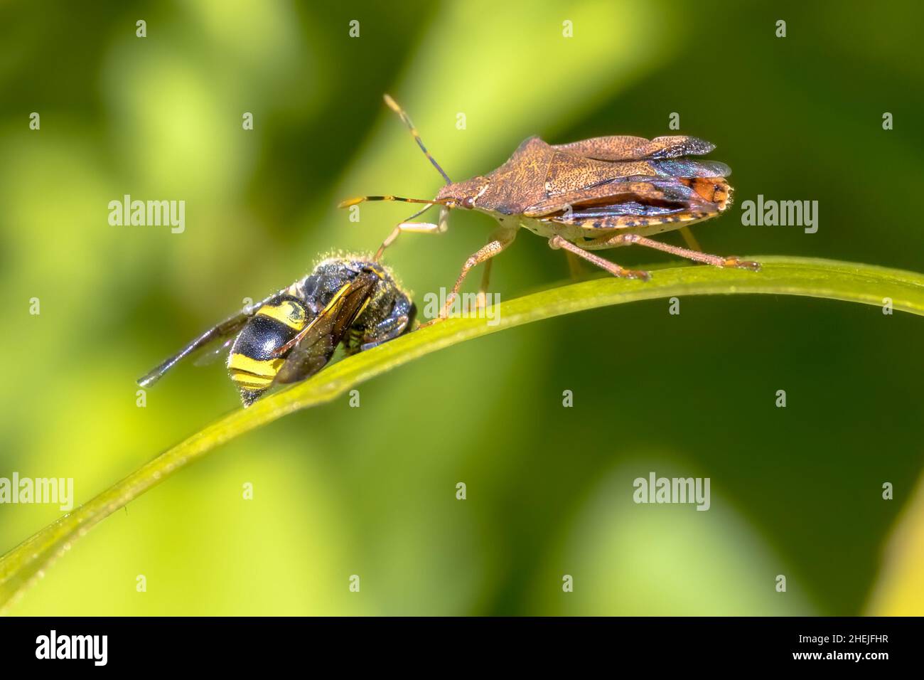 Heteroptera con preda alla vespa. Questo insetto è un vero e proprio scarabeo predatore che predica su altri insetti. Scena della fauna selvatica in natura d'Europa. Paesi Bassi. Foto Stock