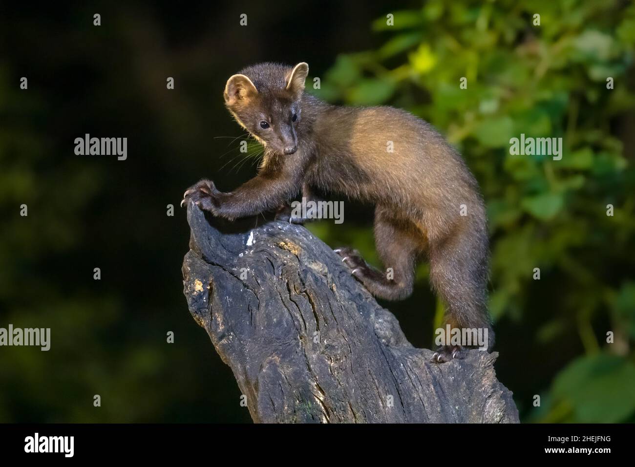 Martora di pino (Martes Martes) su tronco in circostanze buie in una foresta di notte. Fauna selvatica scena della natura in Europa. Foto Stock