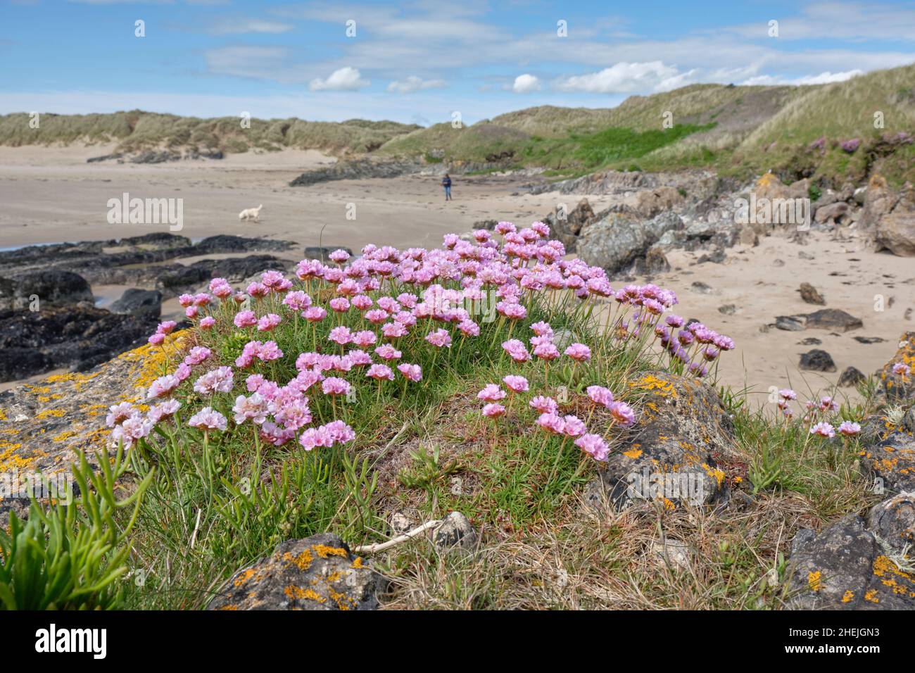 fiori sulla spiaggia isola di anglesey galles Foto Stock