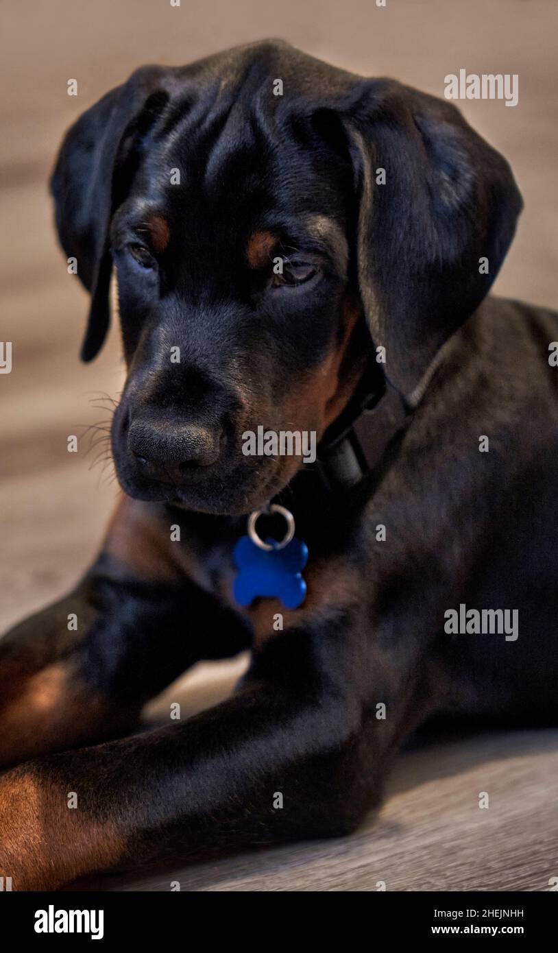Doberman cucciolo cane seduto sul pavimento guardando verso il basso Foto Stock