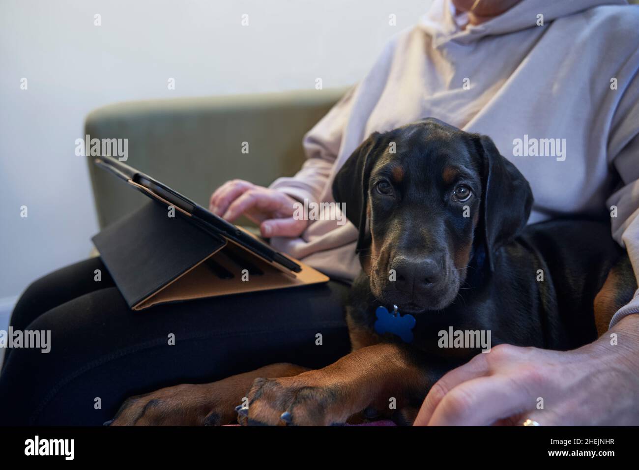 Cucciolo doberman cane seduto sul divano, mentre il proprietario controlla online l'assicurazione animali domestici Foto Stock