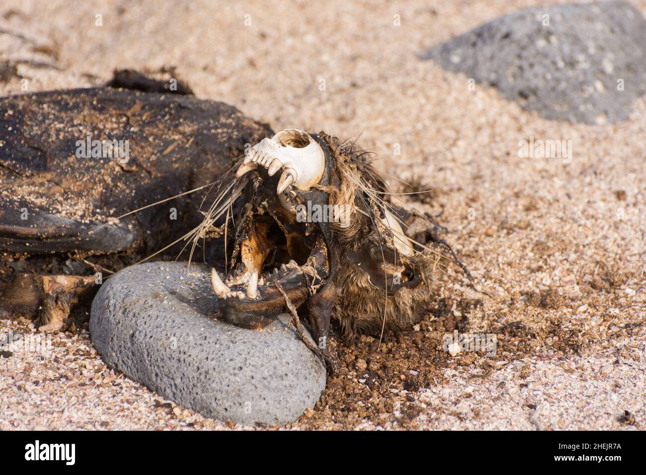 Un leone marino delle Galapagos morto (Zalophus wollebaeki) nelle isole Galapagos, Ecuador. Foto Stock