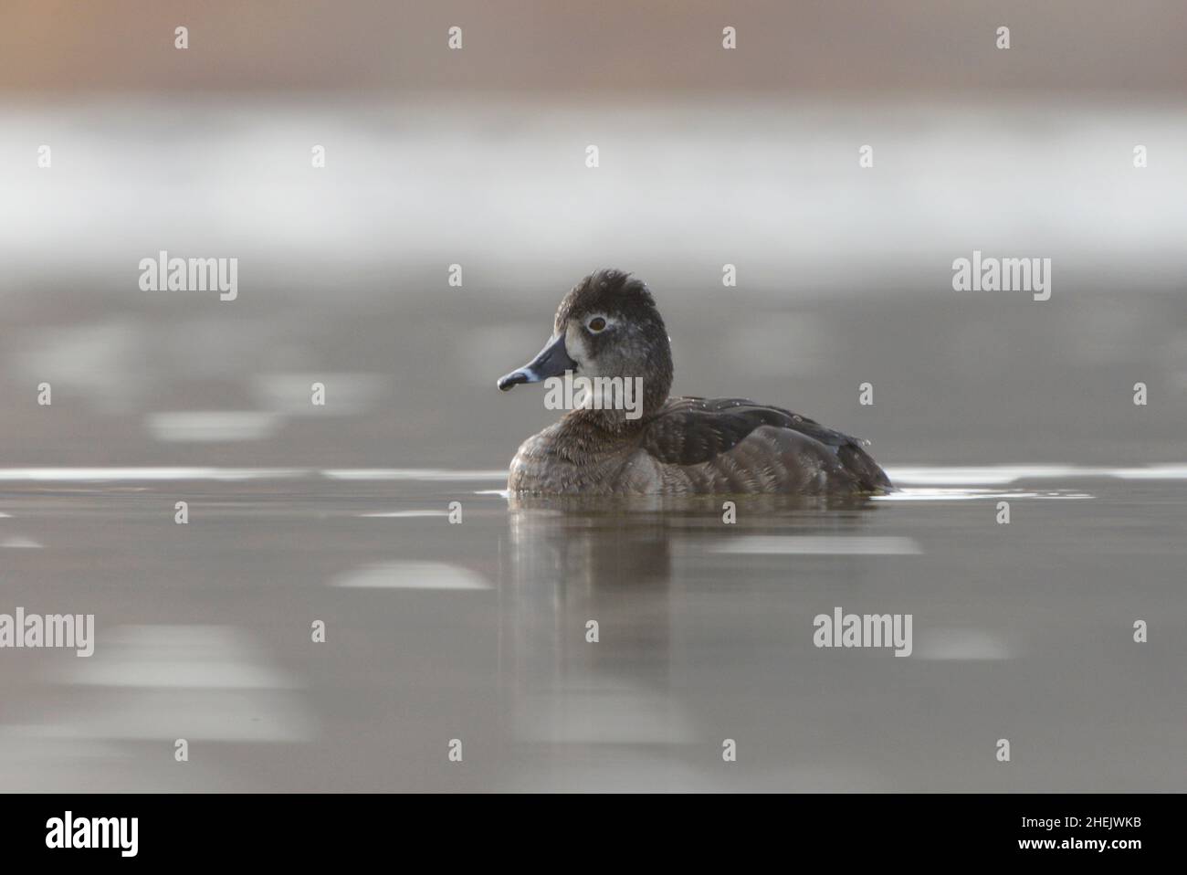 Gallina d'anatra a collo anulare galleggia in acqua calma con retroilluminazione serale. Foto Stock