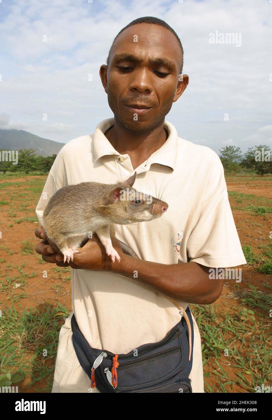 UN GESTORE CON UNA RAT GIGANTE ADDESTRATA (CRICETOMYS GAMBIANUS) PRESSO IL CENTRO DI FORMAZIONE APOPO, SOKOINE UNIVERSITY OF AGRICULTURE, MOROGORO, TANZANIA. AL CENTRO LA COMPAGNIA BELGA (APOPO), IL BAMBINO DI CERVELLO DI BART WEETJENS, STA ADDESTRANDO I RATTI PER INDIVIDUARE LE MINE TERRESTRI DA UTILIZZARE NELLE REGIONI DEVASTATE DALLA GUERRA. I RATTI SONO CONSIDERATI IDEALI PER IL LAVORO DI RILEVAMENTO DELLE MINIERE, ESSENDO PIÙ ECONOMICI DA ADDESTRARE RISPETTO AI CANI DA CECCHINO PIÙ CONVENZIONALI, OLTRE AD ESSERE PIÙ FACILI DA TRASPORTARE E MENO INCLINI A LEGARSI A GESTORI SPECIFICI. I RATTI SONO ANCHE RESISTENTI ALLE MALATTIE E RELATIVAMENTE POCO COSTOSI DA OSPITARE E NUTRIRE. Foto Stock