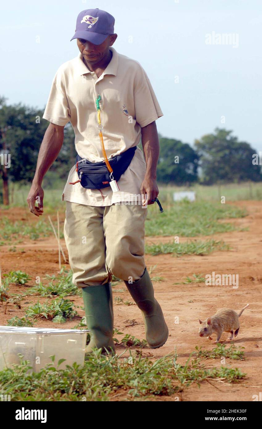 UNA RAT RITORNA NELLA SUA GABBIA DOPO CHE AMORNING HA IDENTIFICATO LE MINE TERRESTRI IN UN CAMPO MINATO SIMULATO PRESSO IL CENTRO DI FORMAZIONE APOPO, SOKOINE UNIVERSITY OF AGRICULTURE, MOROGORO, TANZANIA. AL CENTRO LA COMPAGNIA BELGA (APOPO), IL BAMBINO DI CERVELLO DI BART WEETJENS, STA ADDESTRANDO I RATTI PER INDIVIDUARE LE MINE TERRESTRI DA UTILIZZARE NELLE REGIONI DEVASTATE DALLA GUERRA. Foto Stock