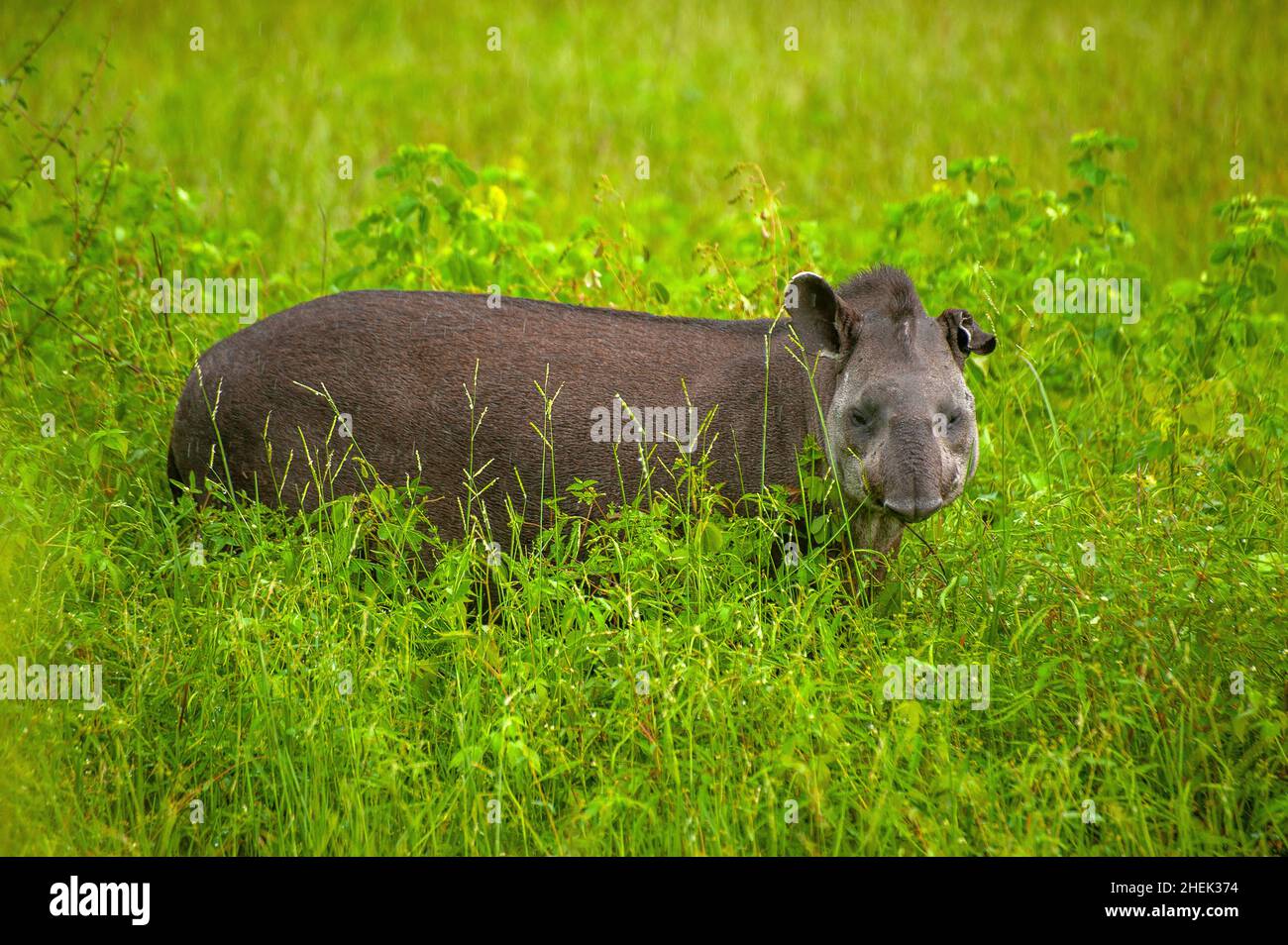 Il tapir è il più grande mammifero di terra del Sud America Foto Stock