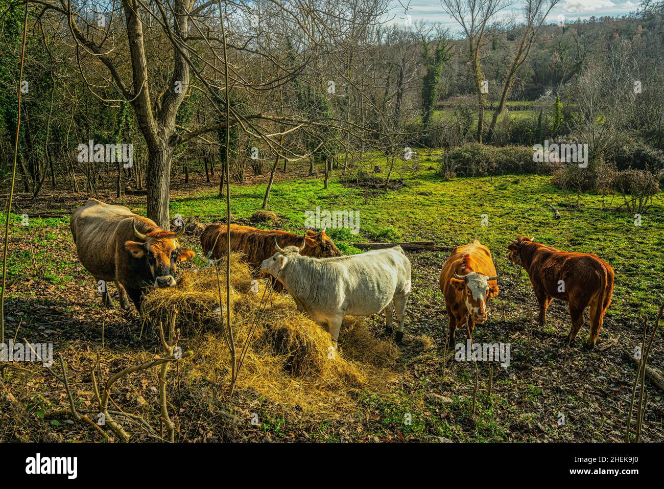 Durante l'inverno la mandria di mucche viene nutrita di fieno raccolto in estate. Abruzzo, Italia, Europa Foto Stock