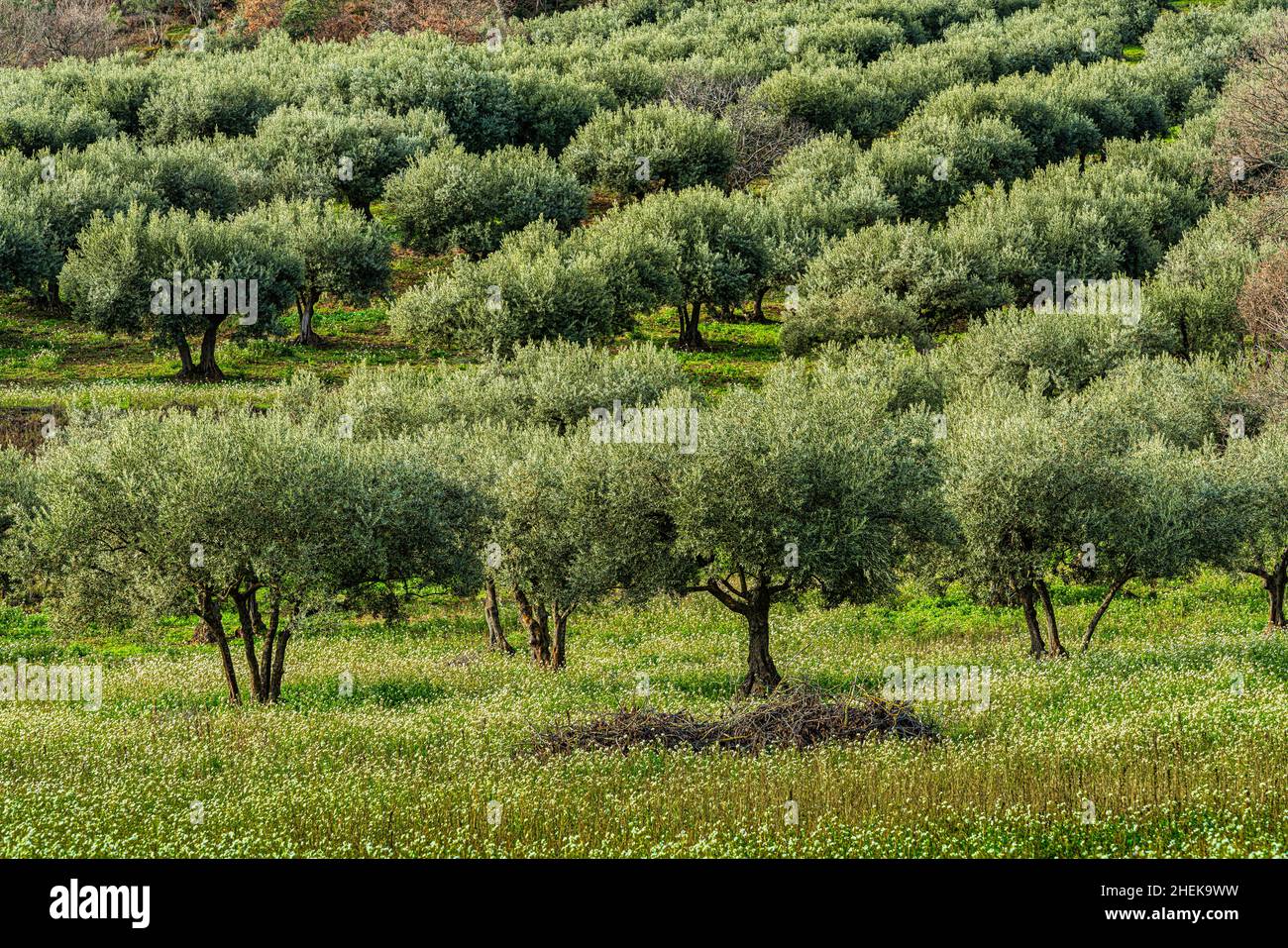 Oliveto nella campagna abruzzese illuminato dalla luce invernale. Abruzzo, Italia, europa Foto Stock