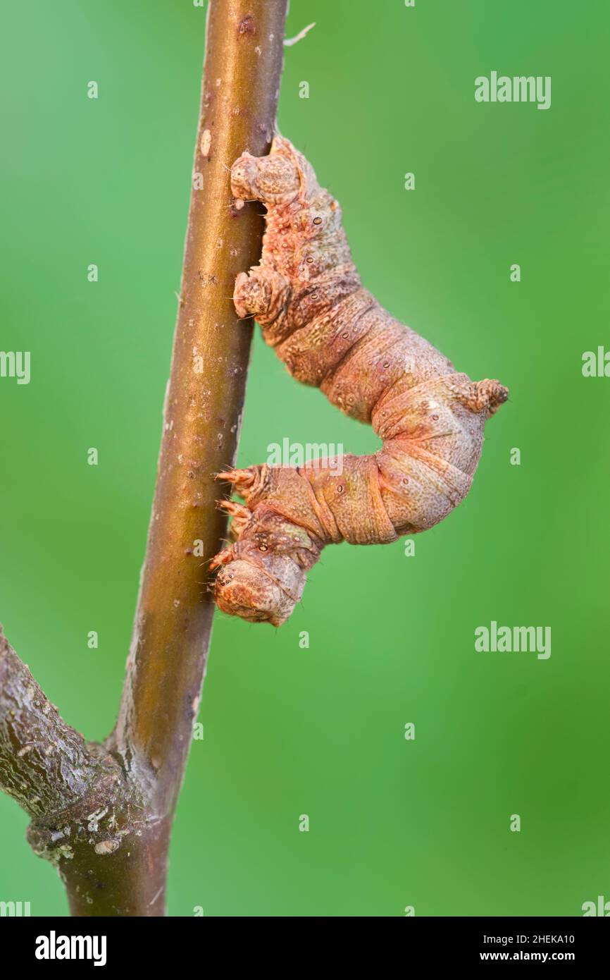 Opistograptis luteolata, Brimstone Moth Larva  Norfolk UK Foto Stock