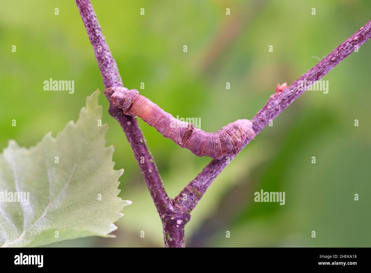 Opistograptis luteolata, Brimstone Moth Larva  Norfolk UK Foto Stock
