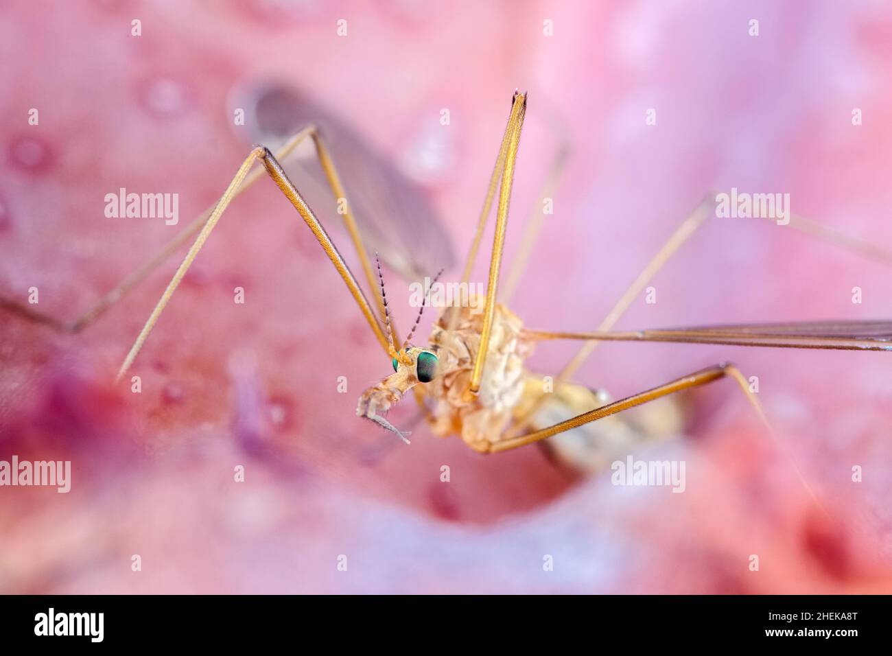 TIPULA paludosa, Cranefly poggiante sulla foglia di Echeveria Foto Stock