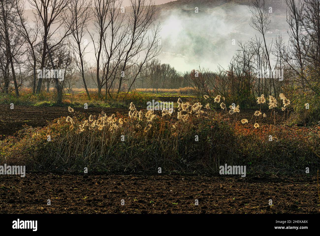 Paesaggio invernale agricolo con un gruppo di canne con pennacchi retroilluminati. La nebbia copre le pendici della montagna. Abruzzo, Italia, Europa Foto Stock
