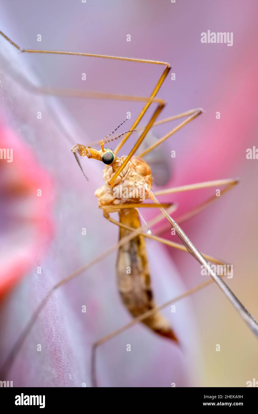 TIPULA paludosa, Cranefly poggiante sulla foglia di Echeveria Foto Stock