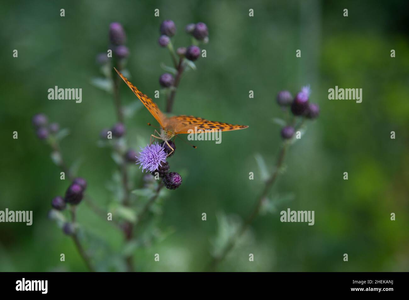 fritillario verde scuro (lat.: Speyeria aglaja, SYN.: Argynnis aglaja) farfalla - una specie di farfalla della famiglia Nymphalidae - in cima a un strisciante Foto Stock