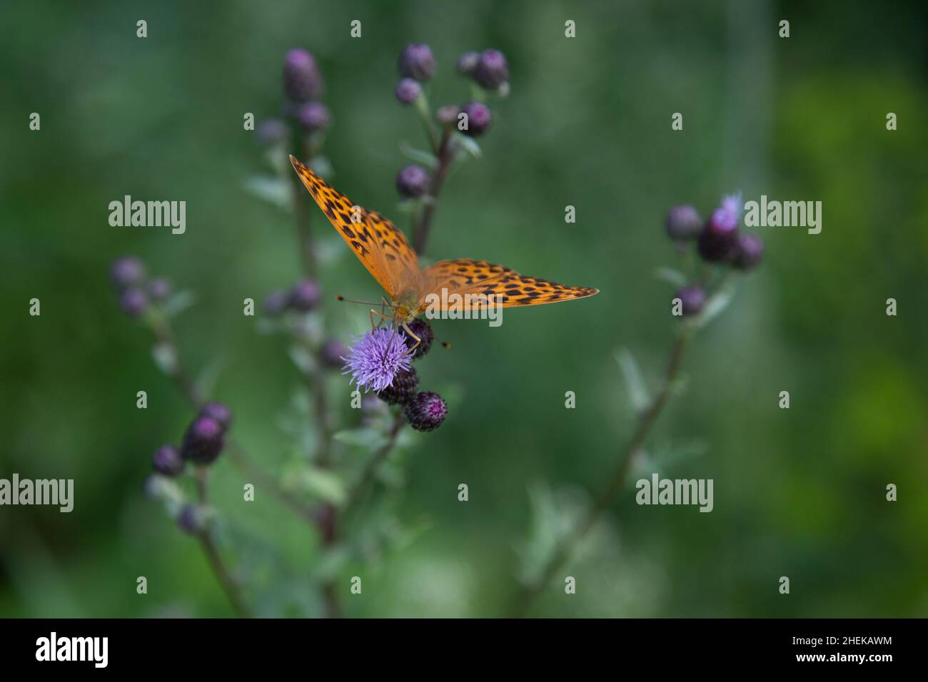 fritillario verde scuro (lat.: Speyeria aglaja, SYN.: Argynnis aglaja) farfalla - una specie di farfalla della famiglia Nymphalidae - in cima a un strisciante Foto Stock
