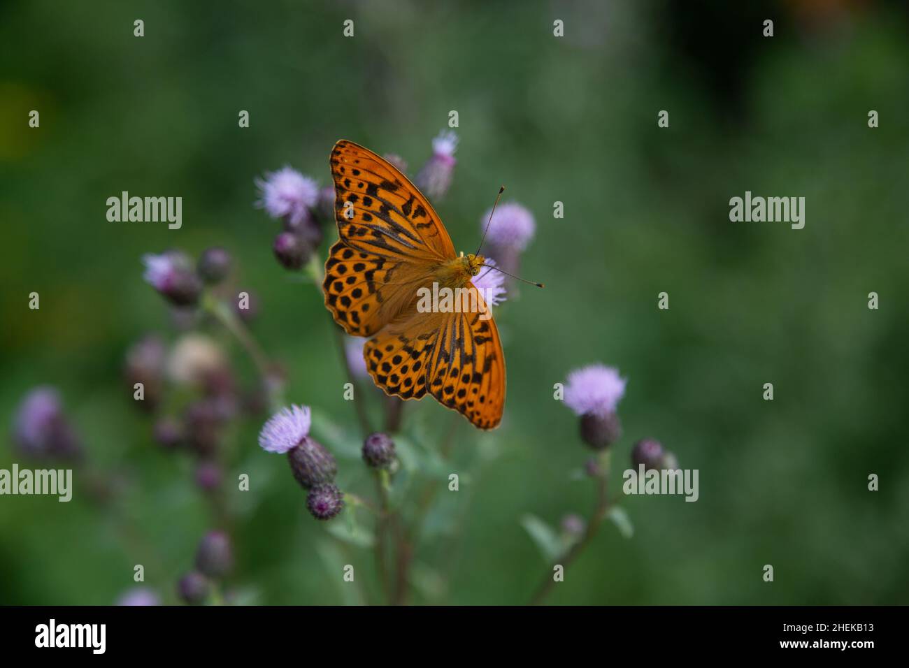 fritillario verde scuro (lat.: Speyeria aglaja, SYN.: Argynnis aglaja) farfalla - una specie di farfalla della famiglia Nymphalidae - in cima a un strisciante Foto Stock