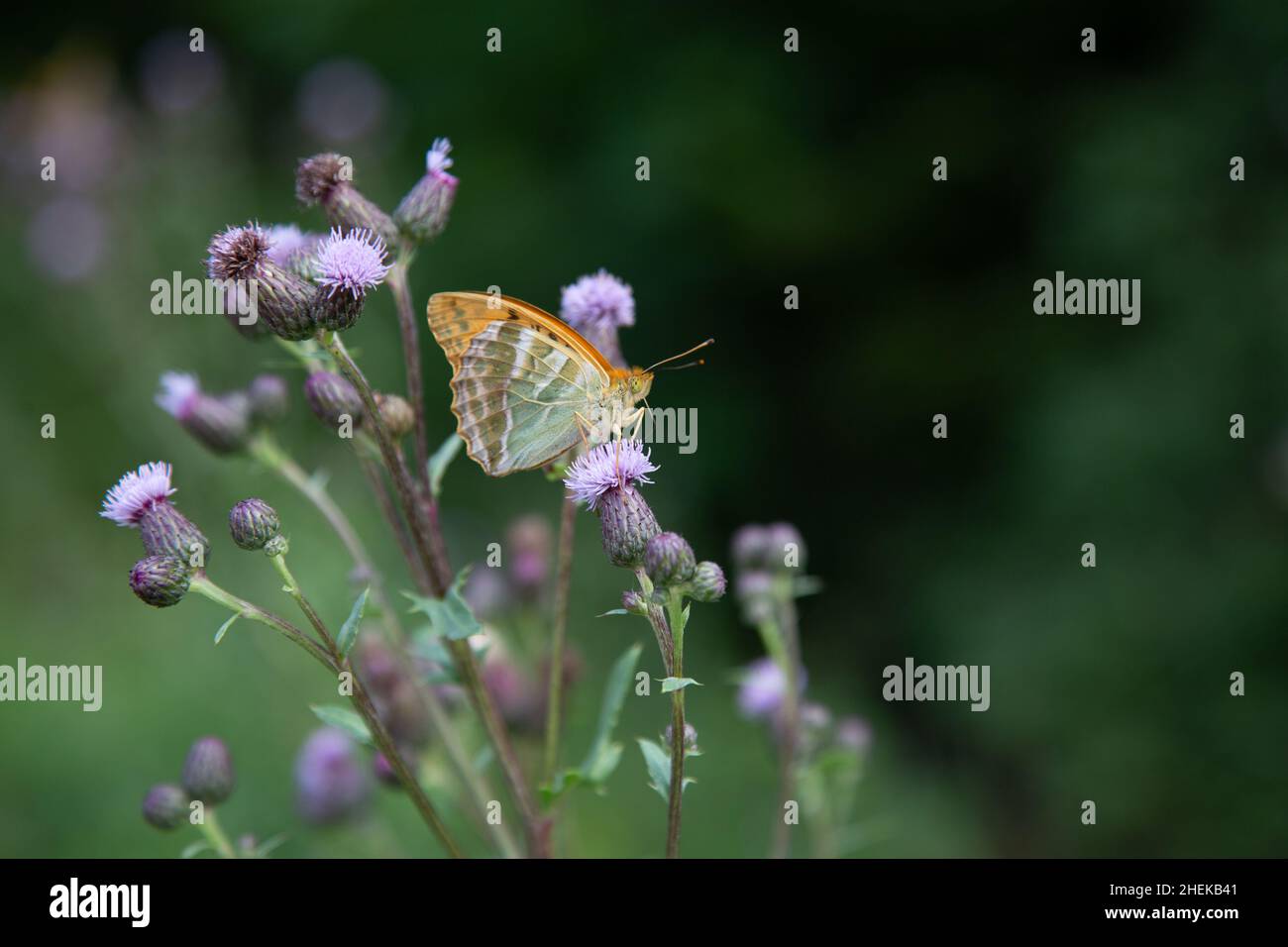 fritillario verde scuro (lat.: Speyeria aglaja, SYN.: Argynnis aglaja) farfalla - una specie di farfalla della famiglia Nymphalidae - in cima a un strisciante Foto Stock