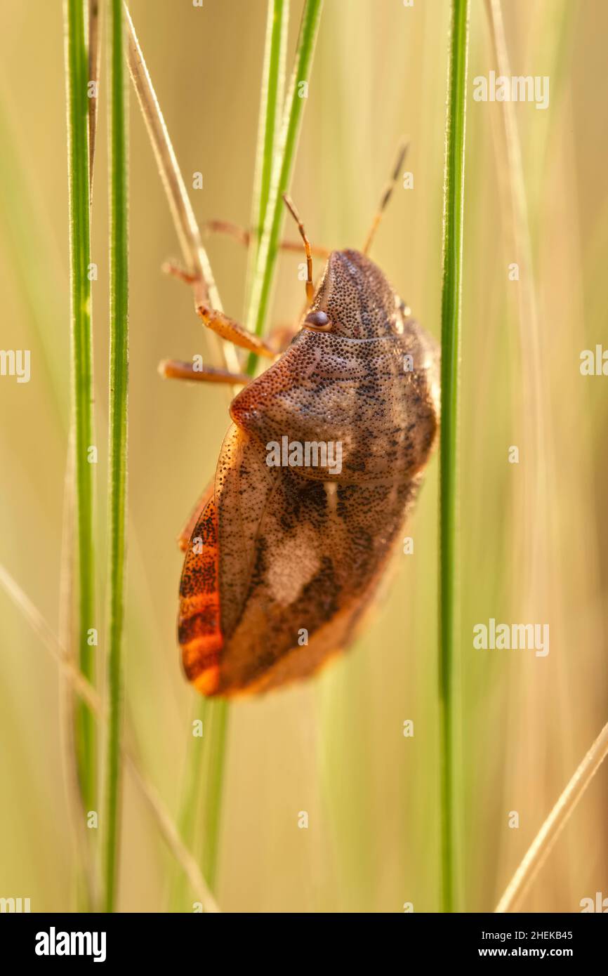Eurygaster testudinaria, Tortoise schermbug, sull'erba  Norfolk UK Foto Stock