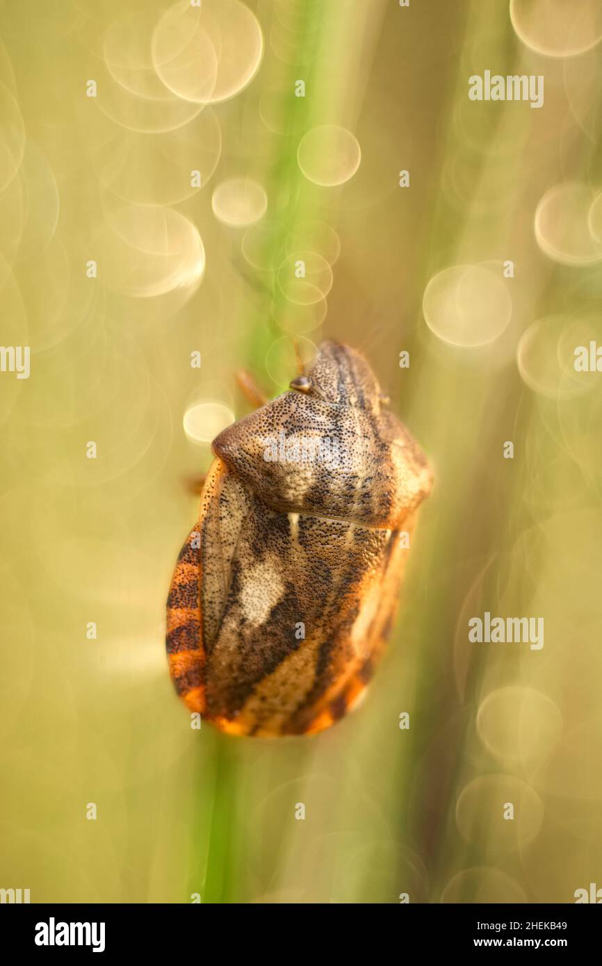 Eurygaster testudinaria, Tortoise schermbug, sull'erba  Norfolk UK Foto Stock