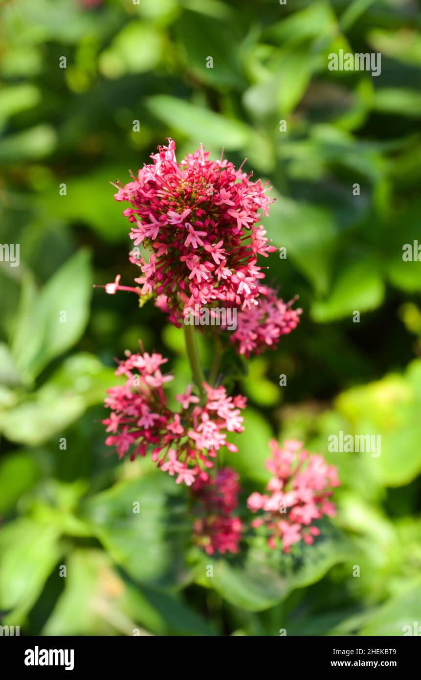 Sana farfalla di rosebush buddleia in fiore. Bellissimo fiore rosa primo piano. Foto Stock