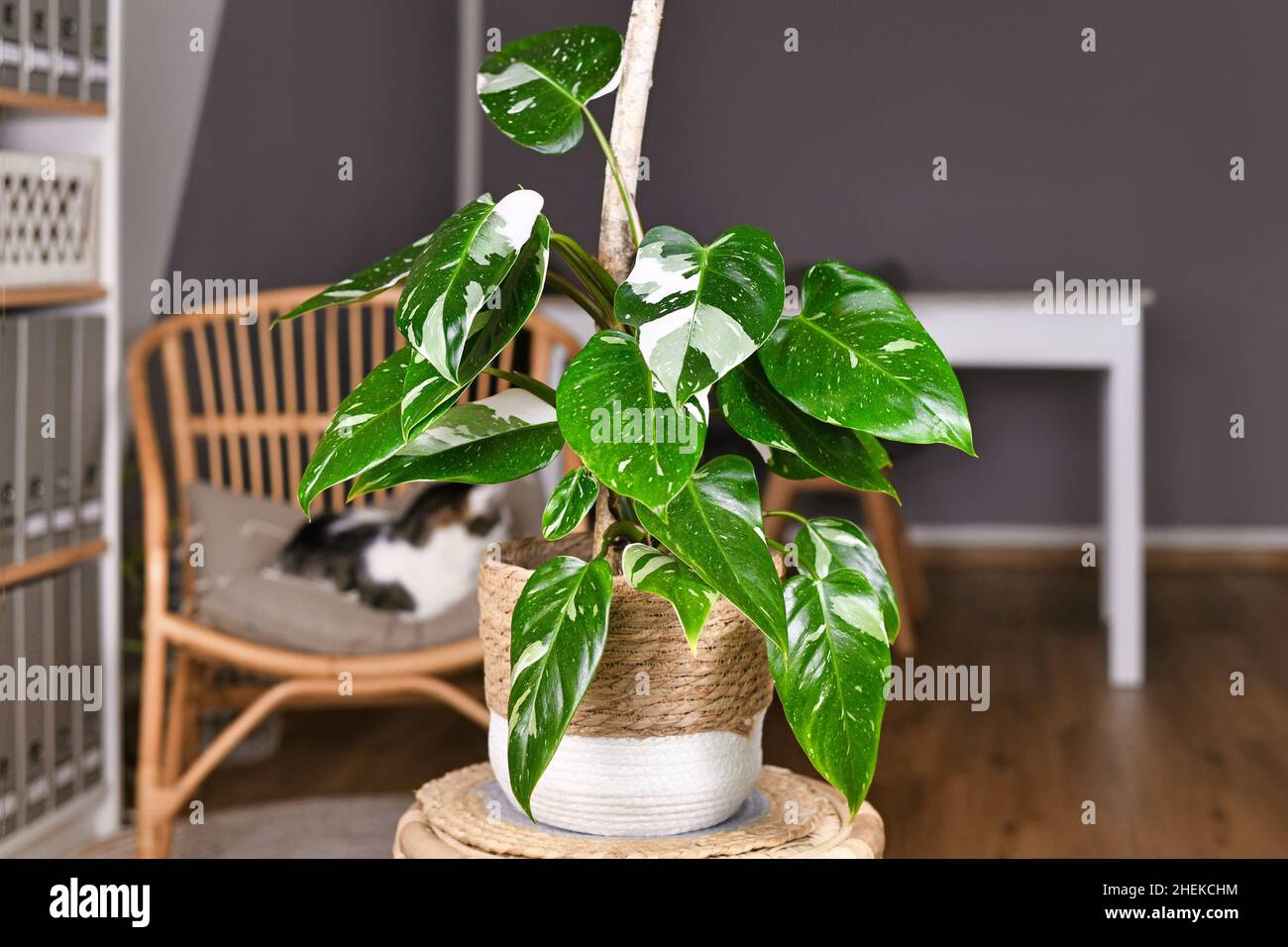 La piantina tropicale 'Philodendron White Princess' presenta una variegazione bianca con macchie in un cestino sul tavolo Foto Stock