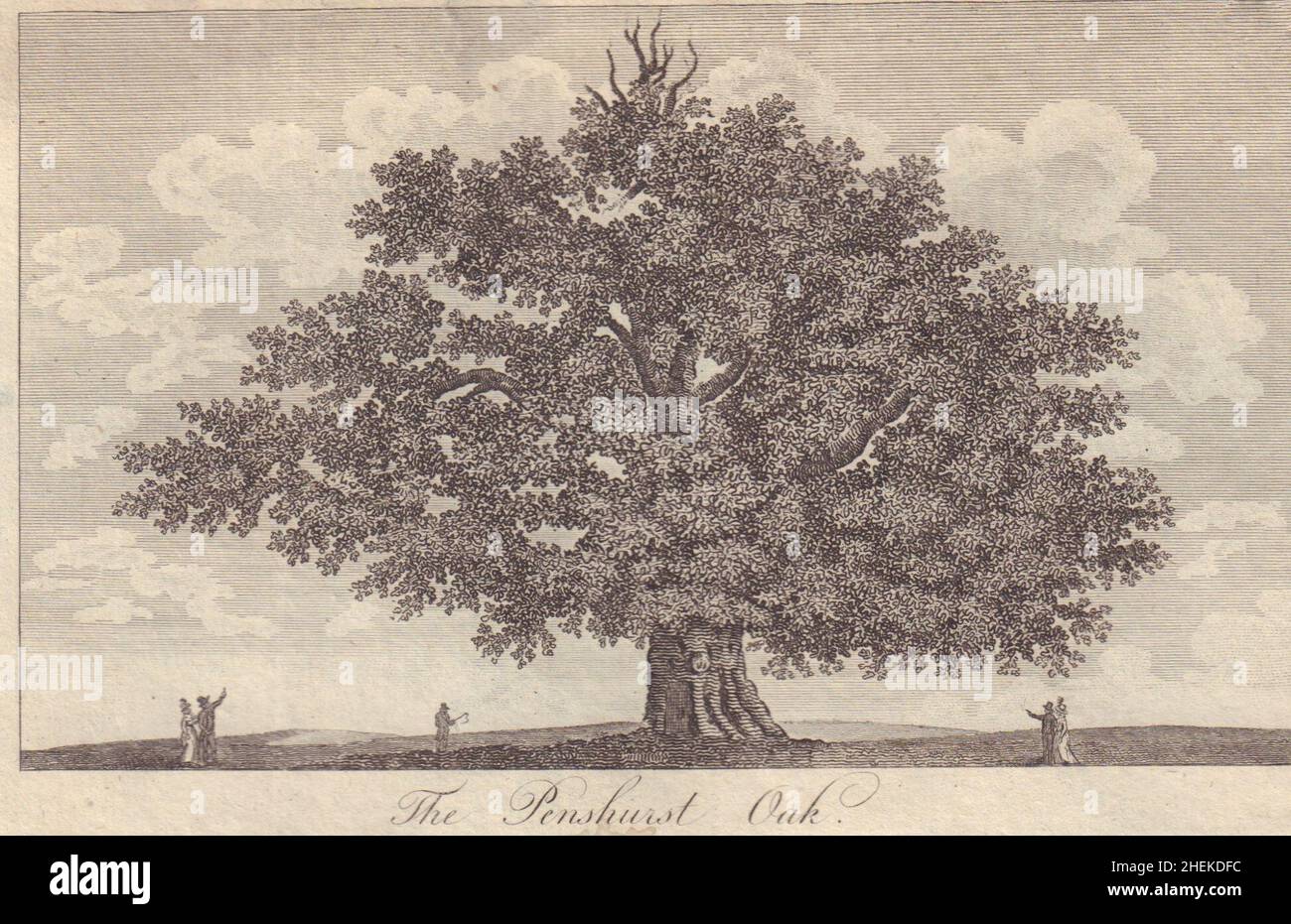 Vista su Sidney o Bear Oak. 1.000 anni; scaduto il 2016. Penshurst, Kent 1794 Foto Stock