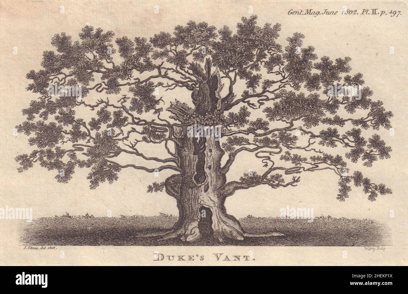 La quercia della volta del duca, la foresta di Savernake, Wiltshire. 1.200 anni 1802 stampa Foto Stock