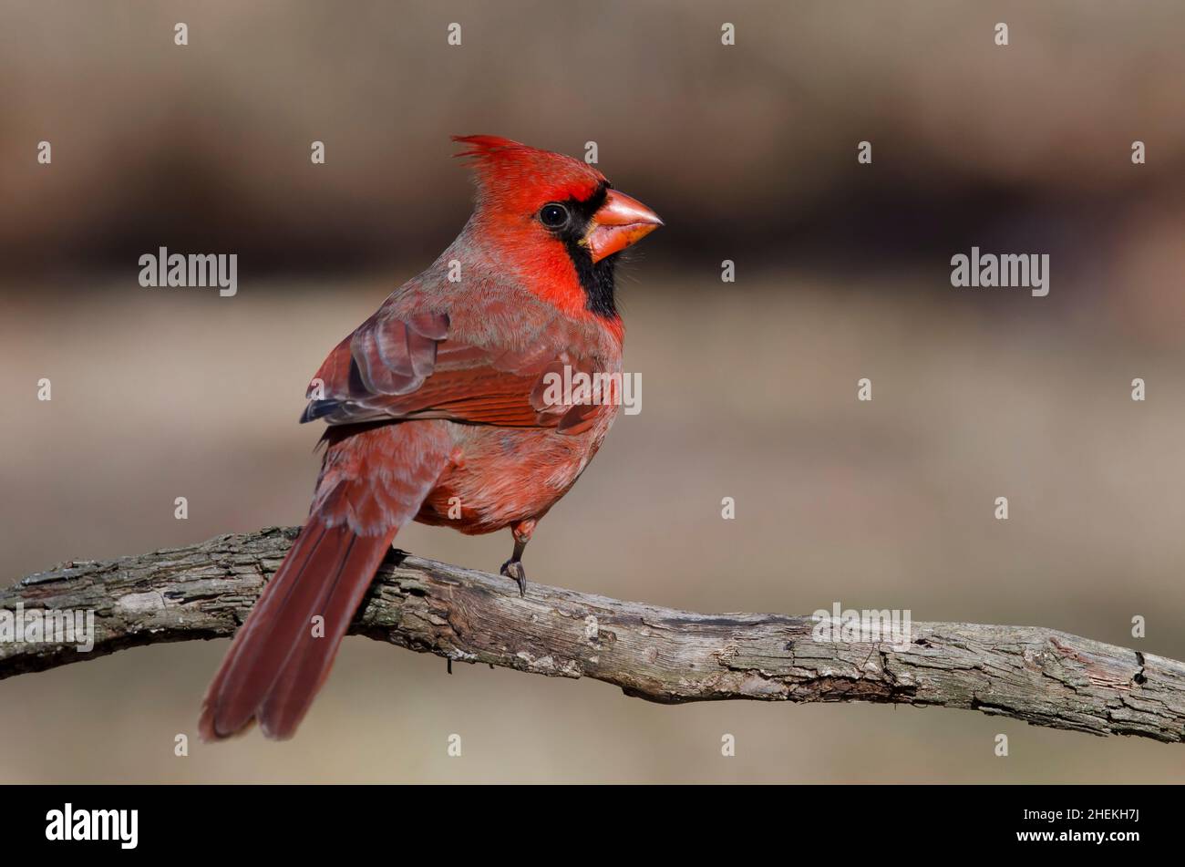 Cardinale settentrionale, Cardinalis cardinalis, maschio Foto Stock