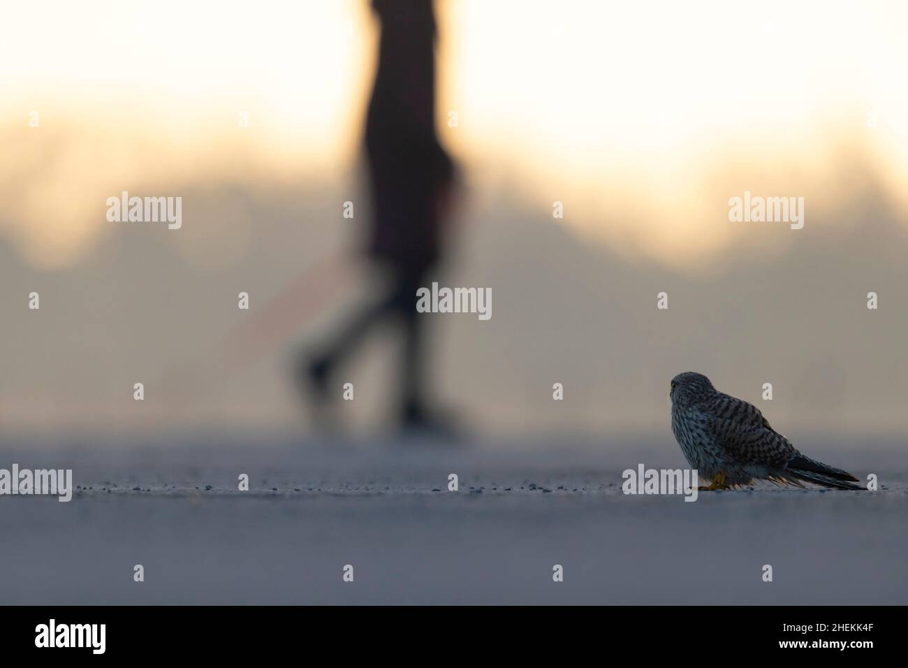 Un gheppio comune (Falco tinnunculus) visto da un angolo basso retroilluminato dal sole. Foto Stock