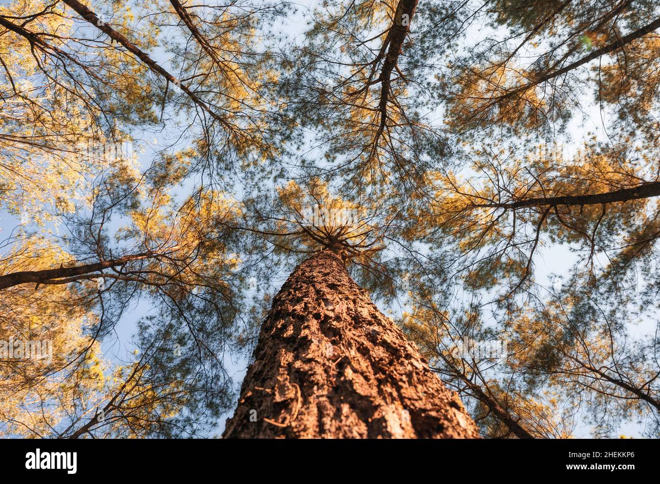 Guardando su di pini nella foresta autunnale in giornata di sole al parco nazionale Foto Stock