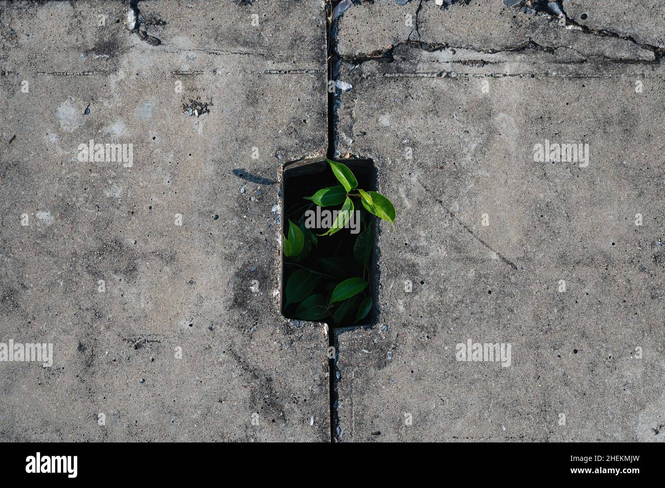 Pianta verde cercando di vivere e crescere in fognatura. Ambiente, sforzo, concetto di speranza Foto Stock