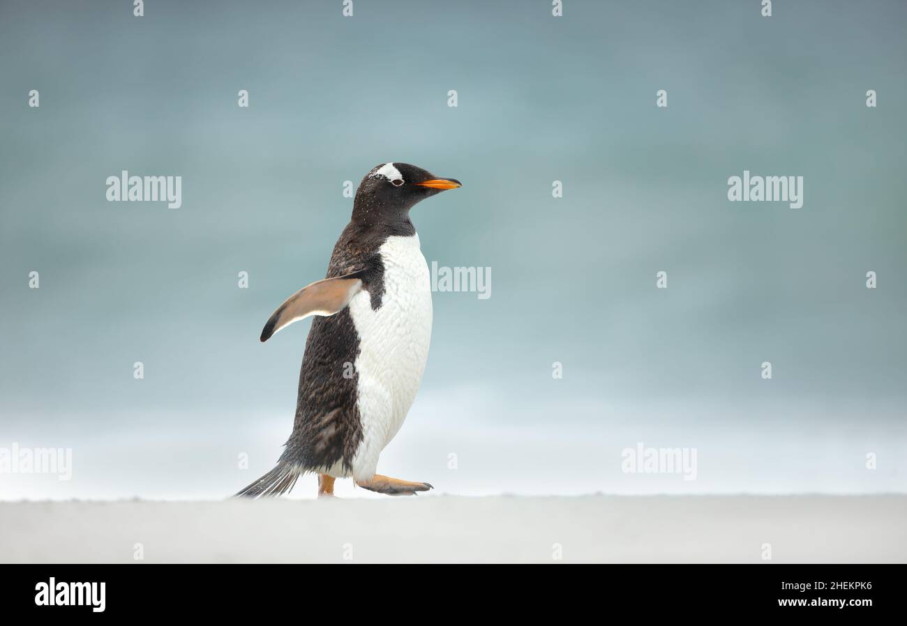 Primo piano di un pinguino Gentoo che cammina su una spiaggia di sabbia nelle Isole Falkland. Foto Stock