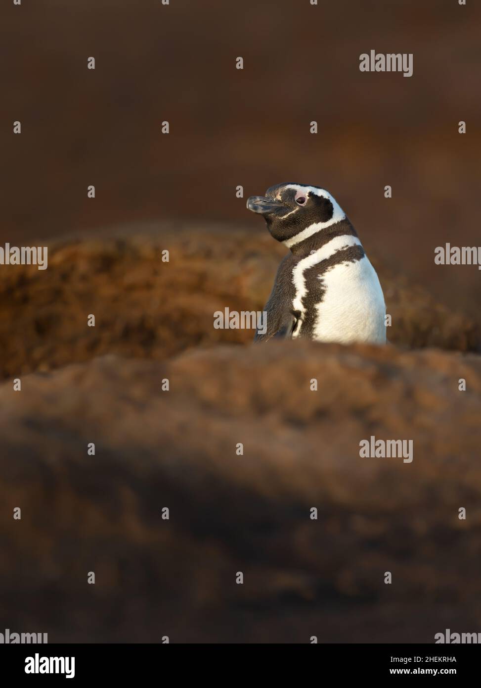 Primo piano di un pinguino magellanico vicino al suo burrow in un pomeriggio soleggiato, Isole Falkland. Foto Stock