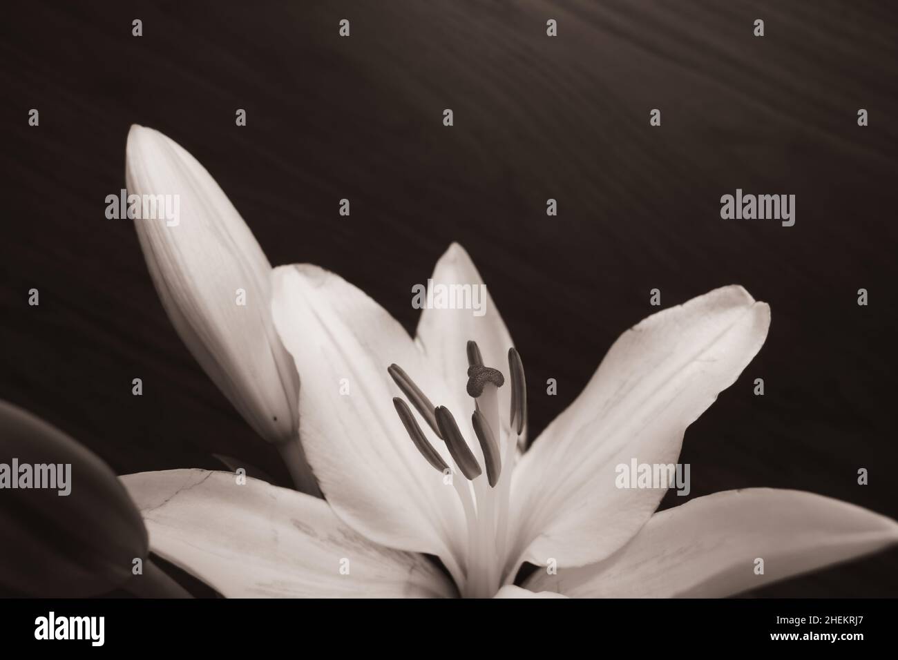 Un fiore bianco isolato di giglio pasquale su sfondo di legno scuro con spazio copia Foto Stock