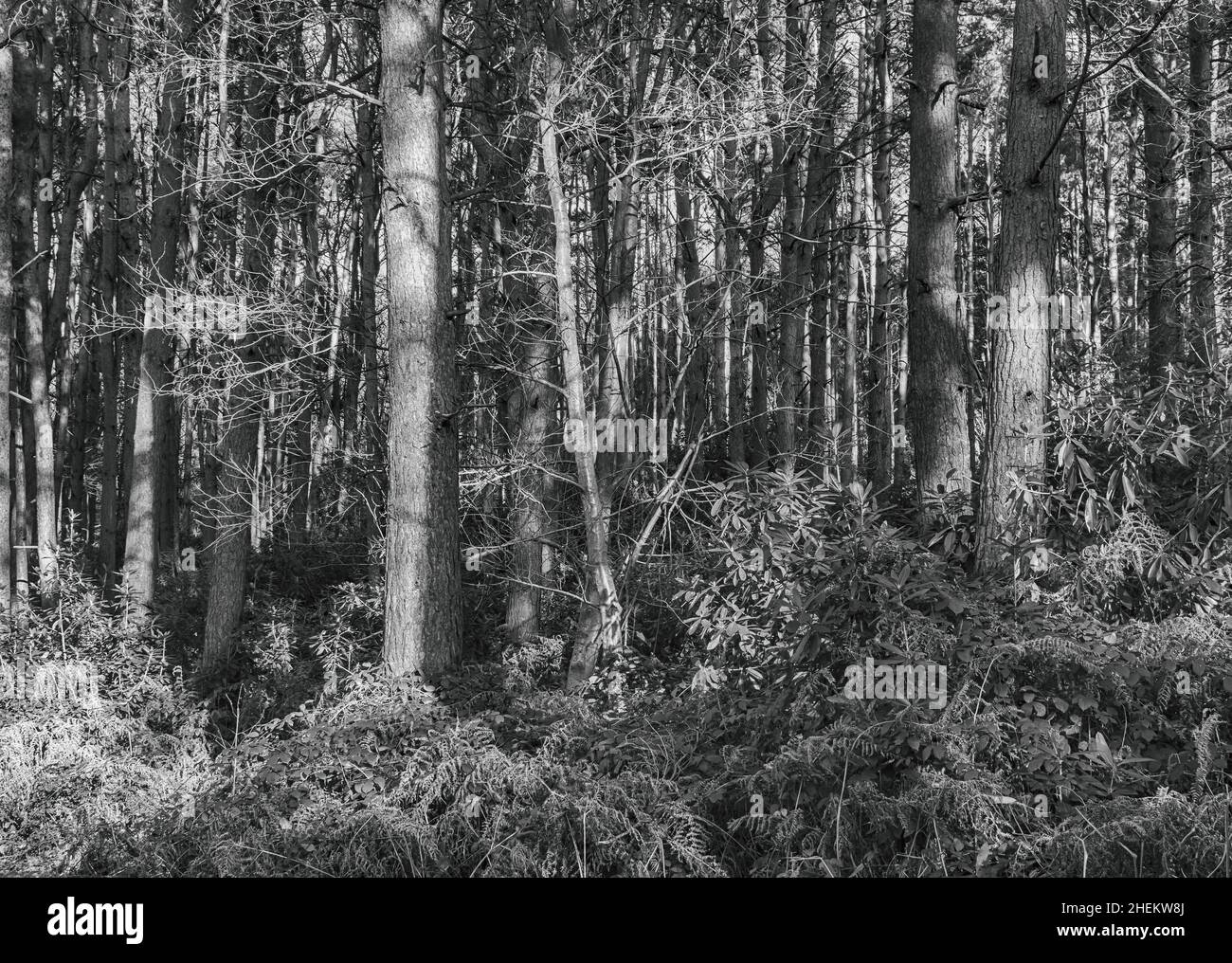 Le ombre nei boschi. Un trattamento bianco e nero di luce solare e ombre attraverso gli alberi in un bosco. Foto Stock