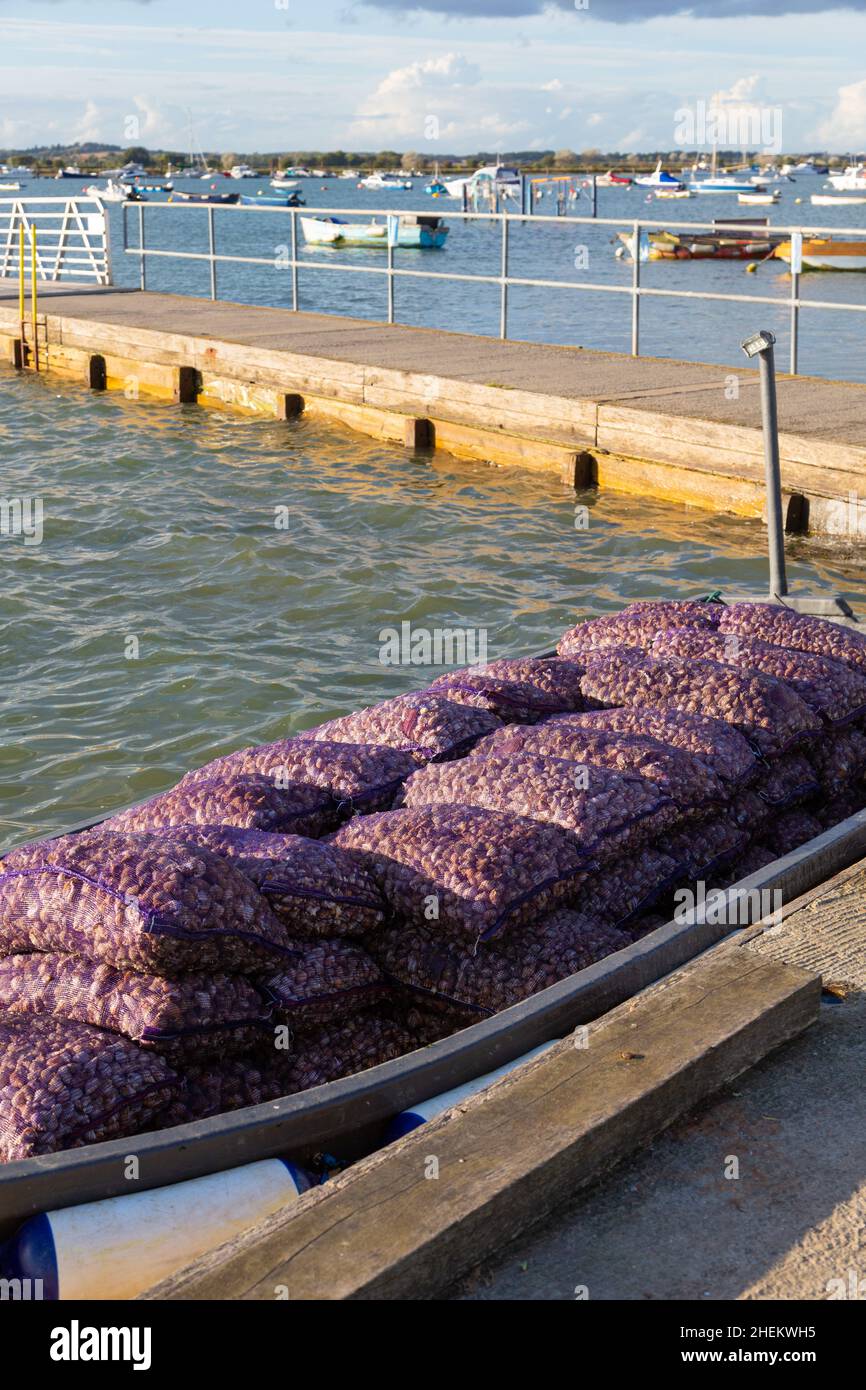 Sacchi pieni di whelks comuni caricati su barca, West Mersea, essex, regno unito Foto Stock