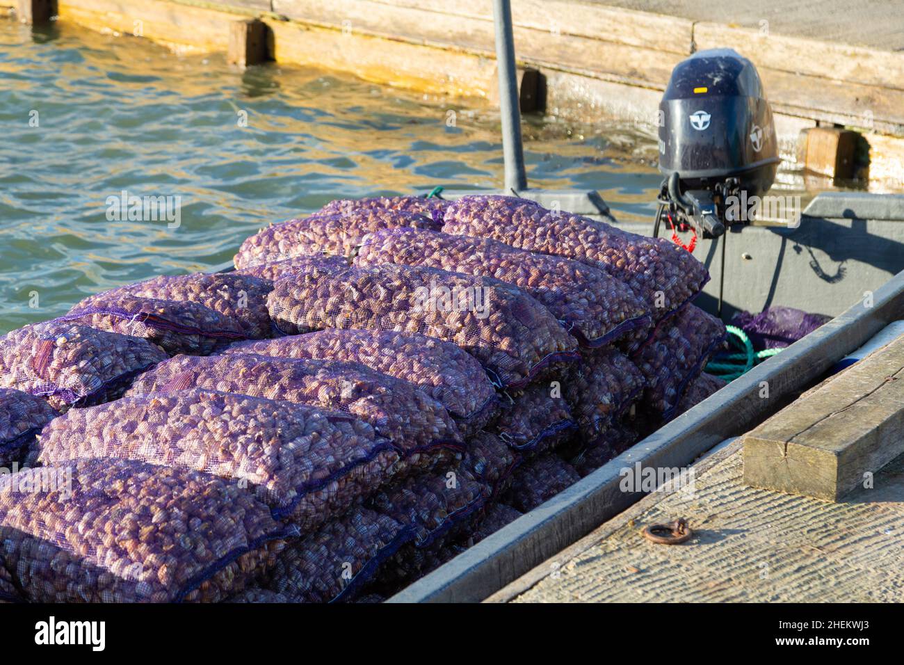 Sacchi pieni di whelks comuni caricati su barca, West Mersea, essex, regno unito Foto Stock