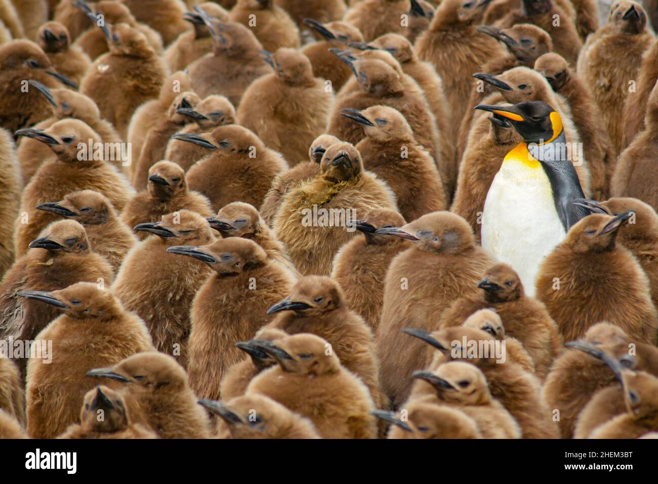 Re pinguino Appenodytes patagonicus, adulto con molti Oakum Boys, South Georgia Island Antartide Foto Stock