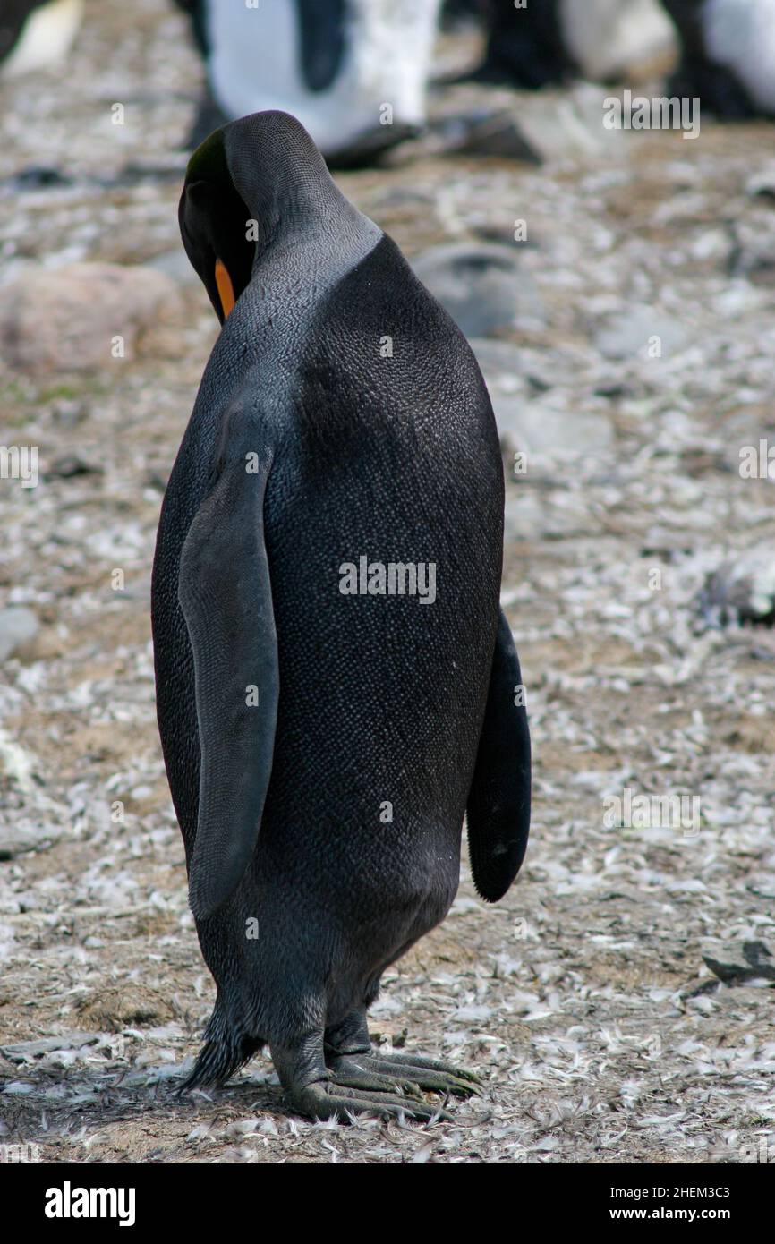 Un pinguino melanistico o nero, il pinguino re, l'Appenodytes patagonicus, nell'Antartide dell'Isola della Georgia del Sud Foto Stock