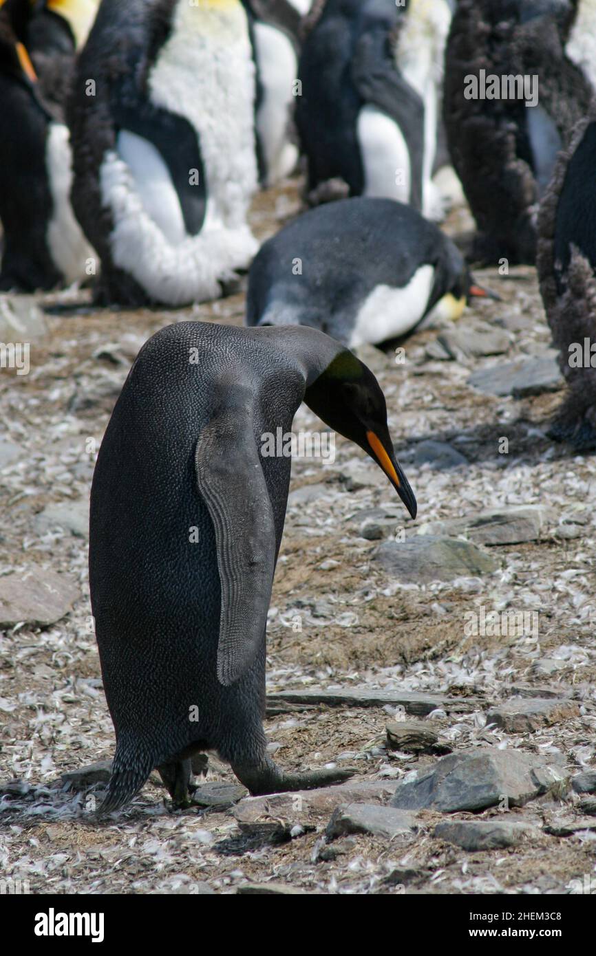 Un pinguino melanistico o nero, il pinguino re, l'Appenodytes patagonicus, nell'Antartide dell'Isola della Georgia del Sud Foto Stock