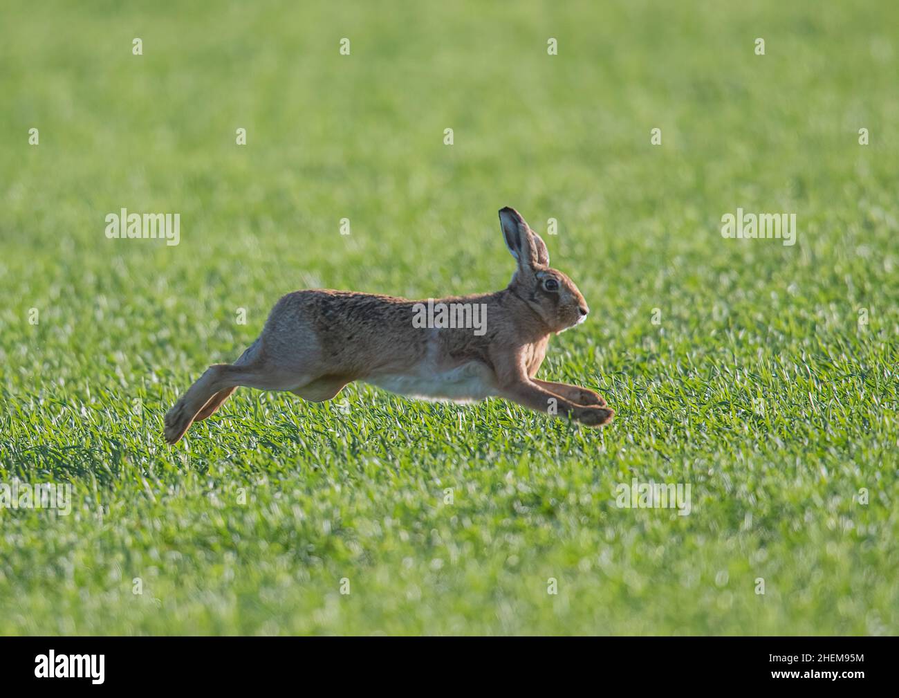 Lepre marrone che mostra la necessità di velocità attraverso il grano degli agricoltori. Si presenta in pieno stiramento, con lunghe e potenti gambe posteriori e passo veloce . Suffolk, Regno Unito. Foto Stock