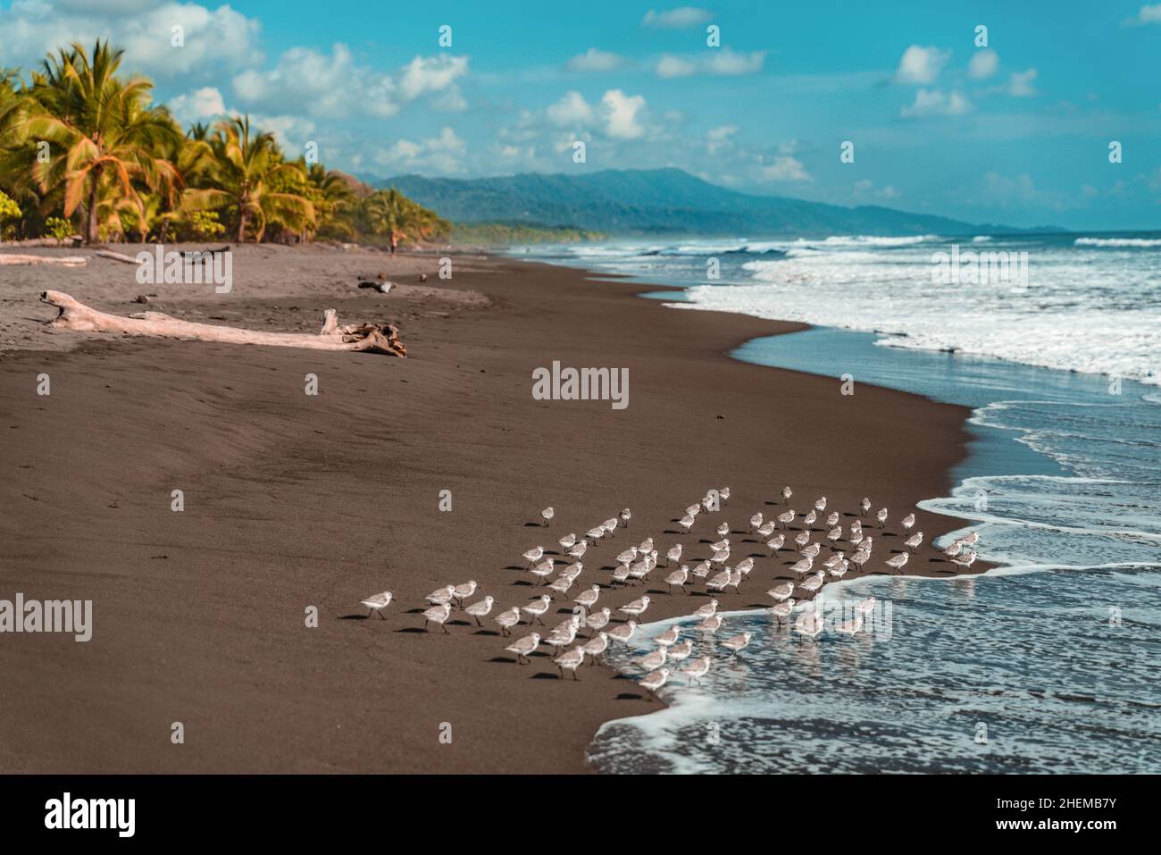 Playa de Matapalo, Costa Rica. Shorebirds foraging lungo le onde sulla costa. Paesaggio naturale Foto Stock