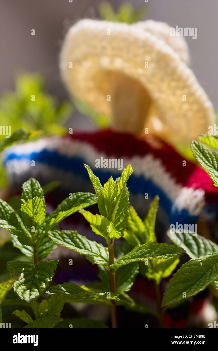 Primo piano di un manichino tra alcuni rami alti di erba menta. Immagine che si riferisce all'agricoltura tradizionale Foto Stock