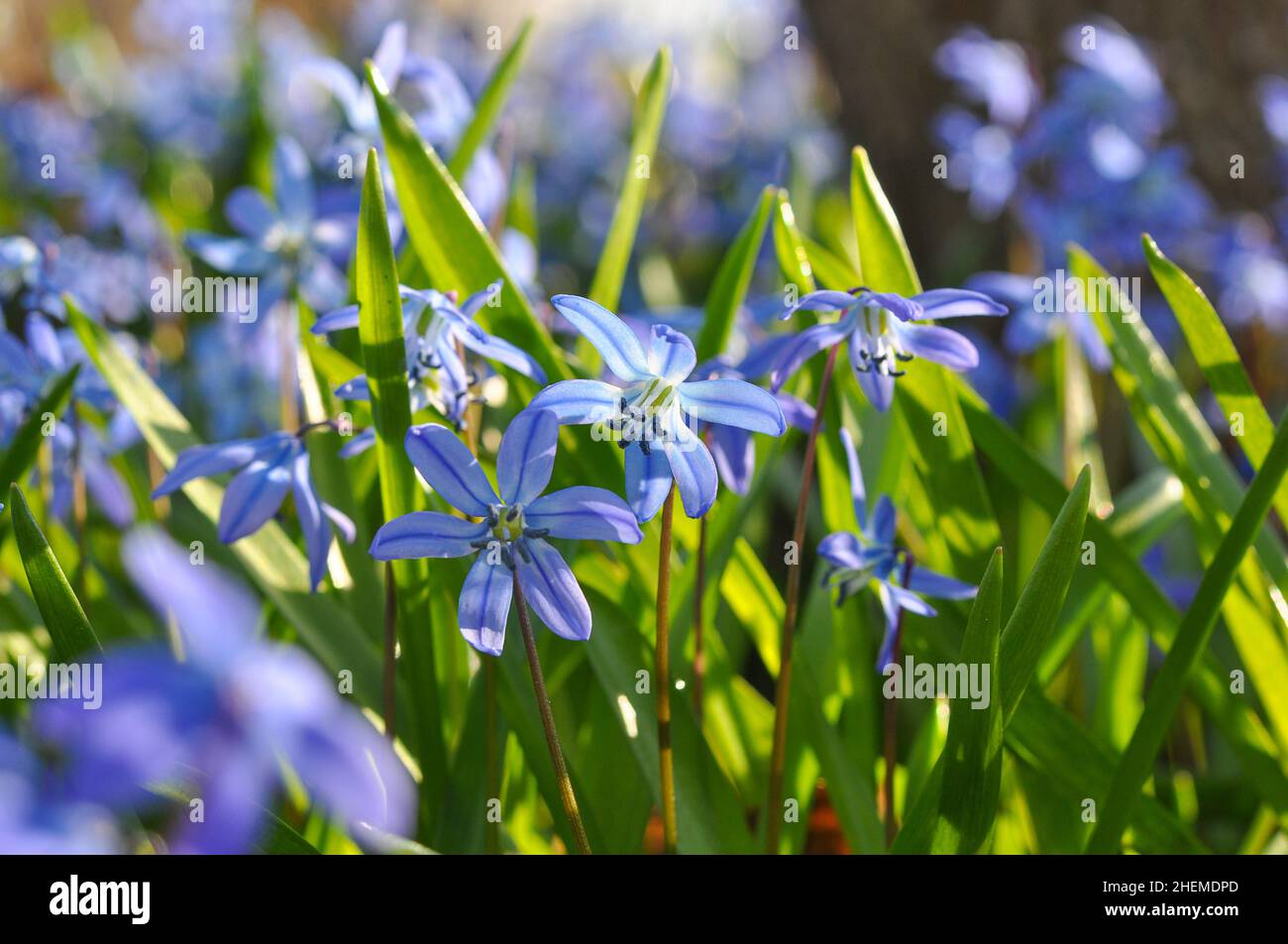 Scilla selvaggia (scilloideae o squill) fiore alla foresta. Fiori blu al primo piano della foresta. Prima primavera fiori. Foto Stock