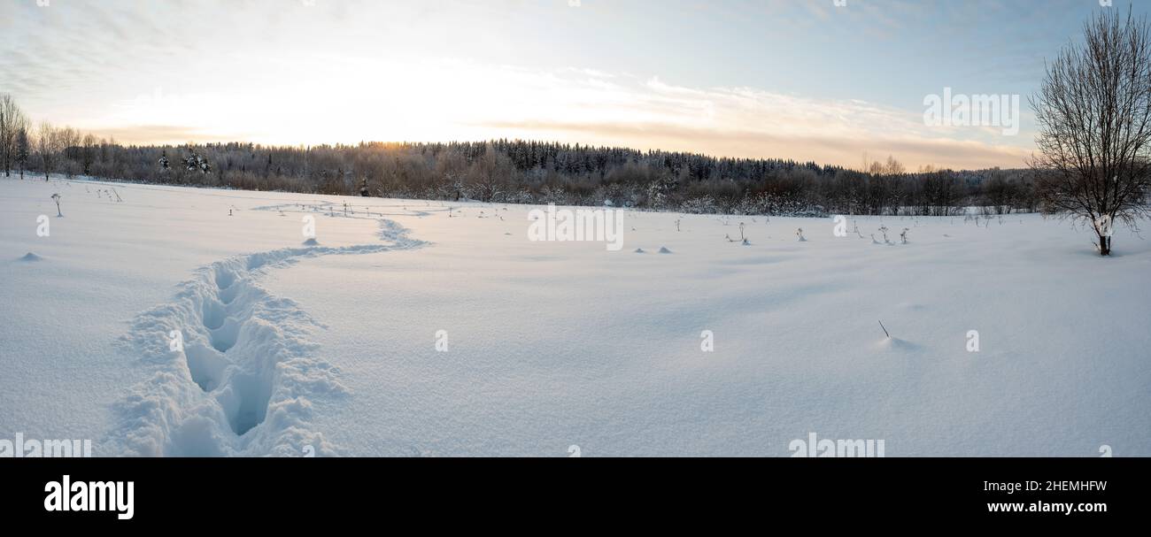 Orme umane in nevicate profonde, su un prato innevato, sullo sfondo di una foresta, cielo e tramonto. Paesaggio invernale villaggio. Foto Stock